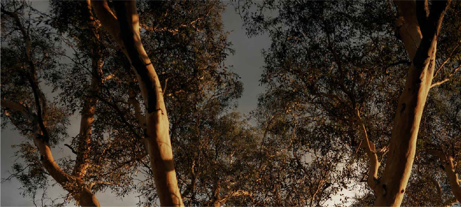 Vision for Everdene